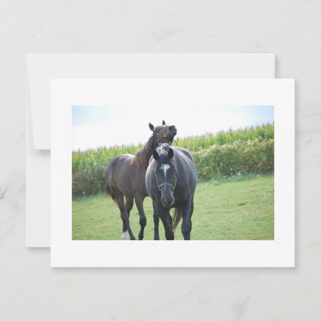 Chevaux en amour (Devant)