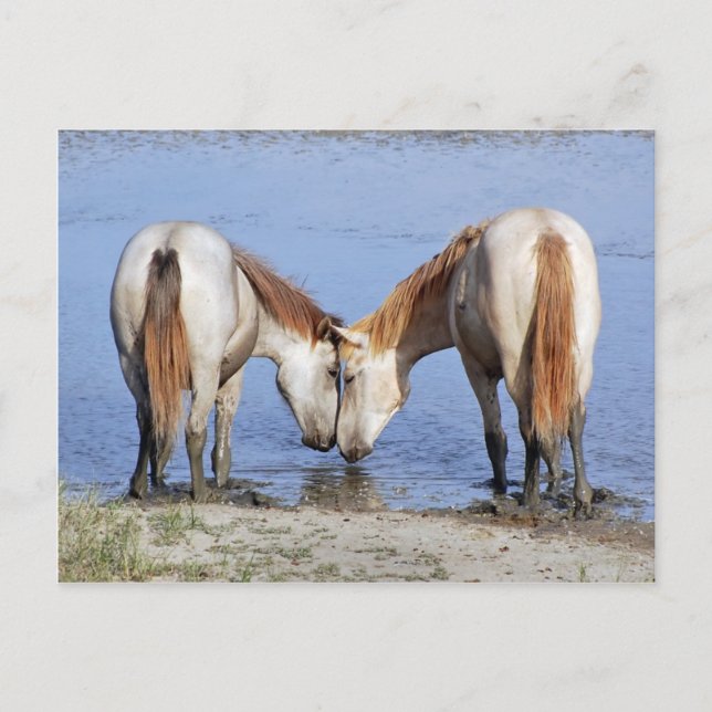 CHEVAUX EN CARTE POSTALE AMOUREUSE (Devant)