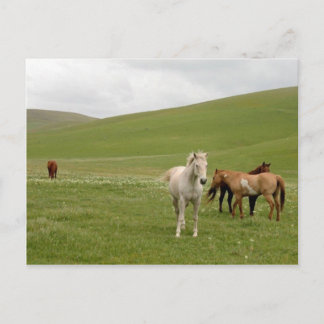 Chevaux en carte postale de pâturage
