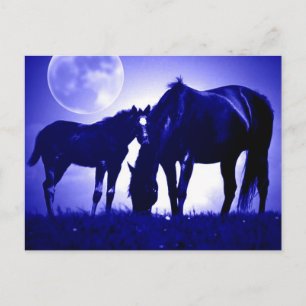 Chevaux en Cartes Postales Bleues Nuit