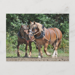 Chevaux en harnais carte postale