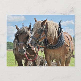 Chevaux en harnais carte postale
