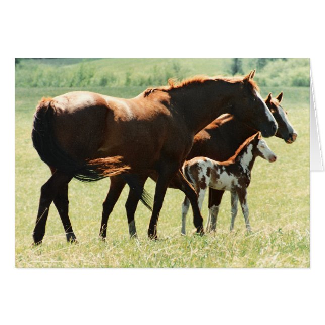 Chevaux et image de poulain (Devant horizontal)