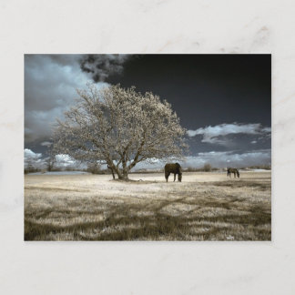 Chevaux frôlant la carte postale