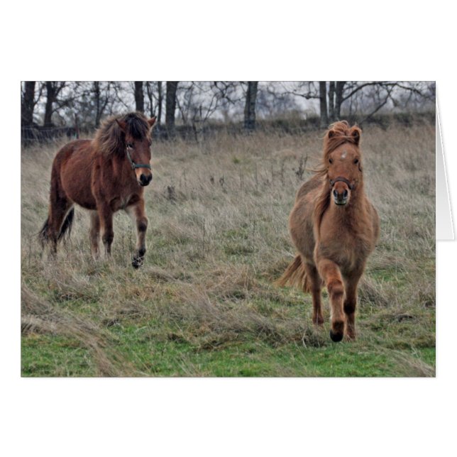 Chevaux islandais (Devant horizontal)