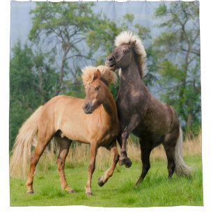 Chevaux islandais élevant rideau de douche