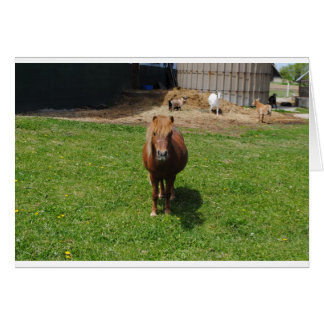 Chevaux MIni