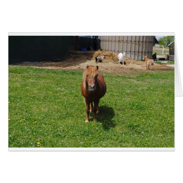 Chevaux MIni (Devant horizontal)