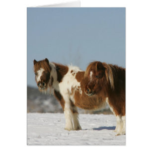 Chevaux miniatures se tenant dans la neige