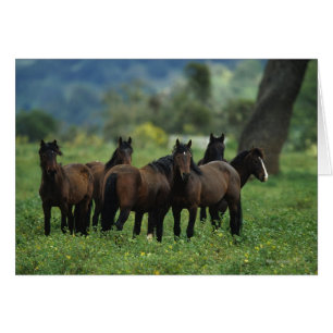 Chevaux Mustang Sauvages 3