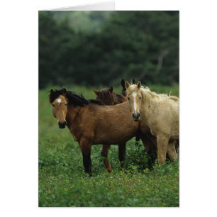 Chevaux Mustang Sauvages 4