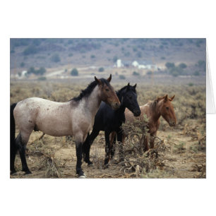 Chevaux Mustang sauvages 5