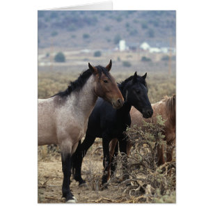 Chevaux Mustang sauvages 5