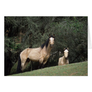 Chevaux Mustang Sauvages 6