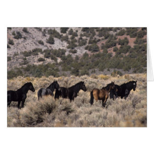 Chevaux Mustang sauvages dans le désert 2