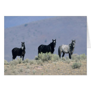Chevaux Mustang sauvages dans le désert 3