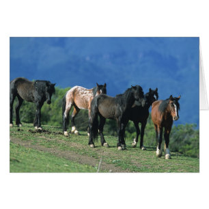 Chevaux Mustang sauvages dans les montagnes