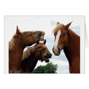 Chevaux riant