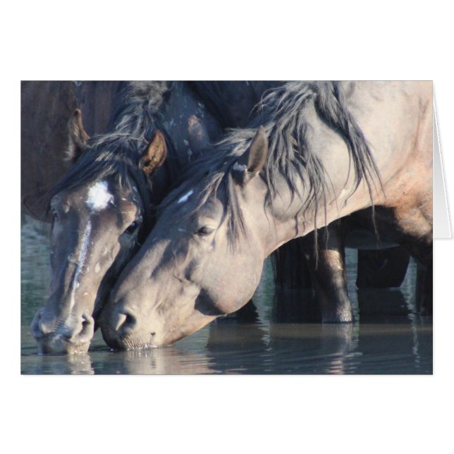 Chevaux sauvages buvant au trou d'arrosage. (Devant horizontal)