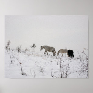 Chevaux Sauvages Dans La Neige Valeur Poster Papie