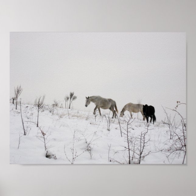 Chevaux Sauvages Dans La Neige Valeur Poster Papie (Devant)