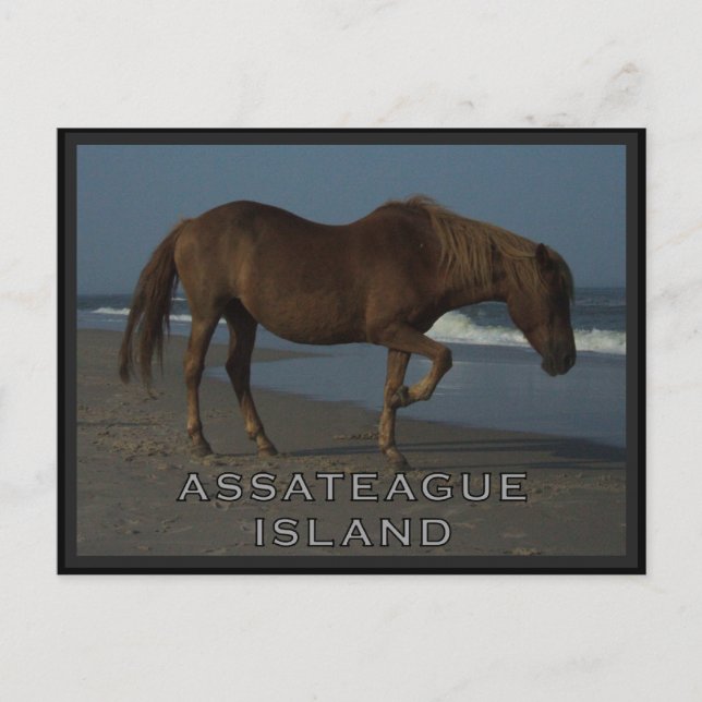 Chevaux sauvages d'Assateague 1 carte postale (Devant)