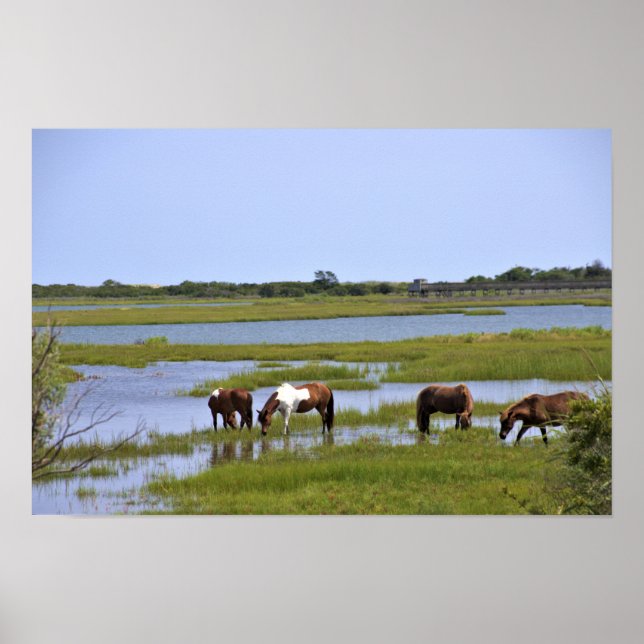 Chevaux Sauvages d'Assateague  Affiche (Devant)