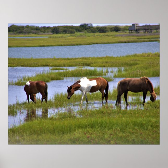 Chevaux sauvages d'Assateague  Affiche (Devant)