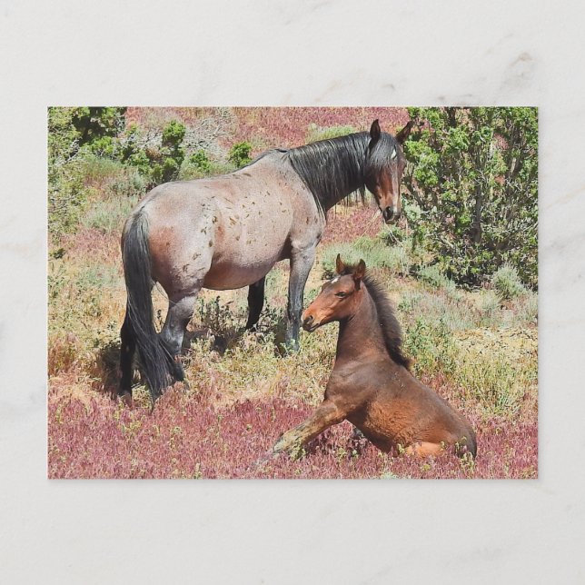 Chevaux sauvages, faune, carte postale (Devant)