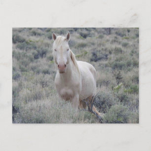 Chevaux sauvages, faune, carte postale