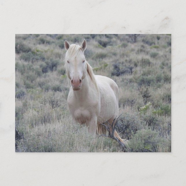 Chevaux sauvages, faune, carte postale (Devant)
