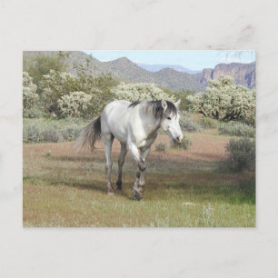 Chevaux sauvages, faune, carte postale