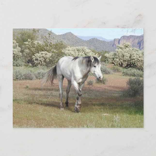 Chevaux sauvages, faune, carte postale (Devant)