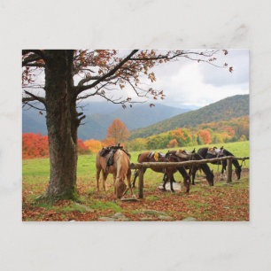 Chevaux sur la carte postale de la montagne