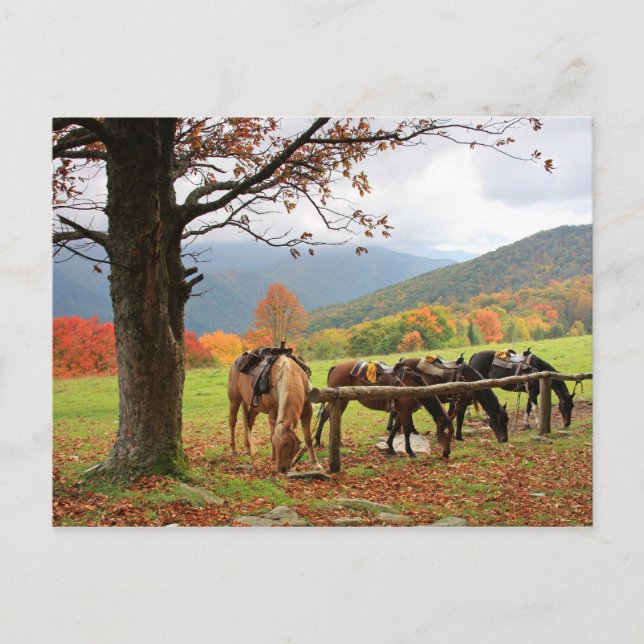 Chevaux sur la carte postale de la montagne (Devant)