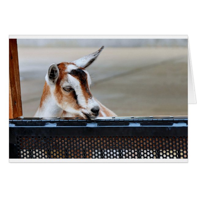 Chèvre bébé (Devant horizontal)