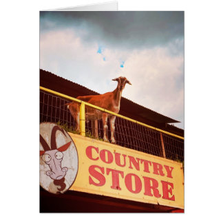 chèvre de magasin de campagne sur le toit