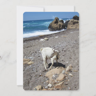Chèvre sur la carte de vacances plate de la plage