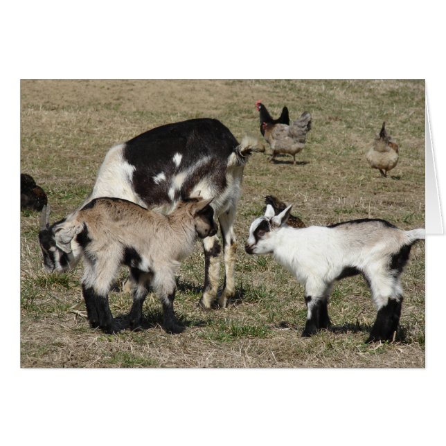 Chèvres et poulets (Devant horizontal)