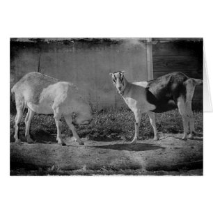 Chèvres laitières en noir et blanc