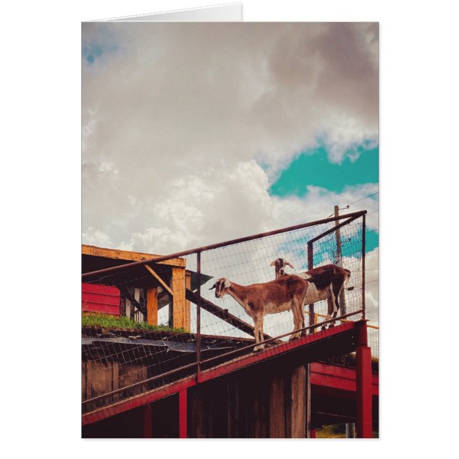 chèvres sur le toit (Devant)