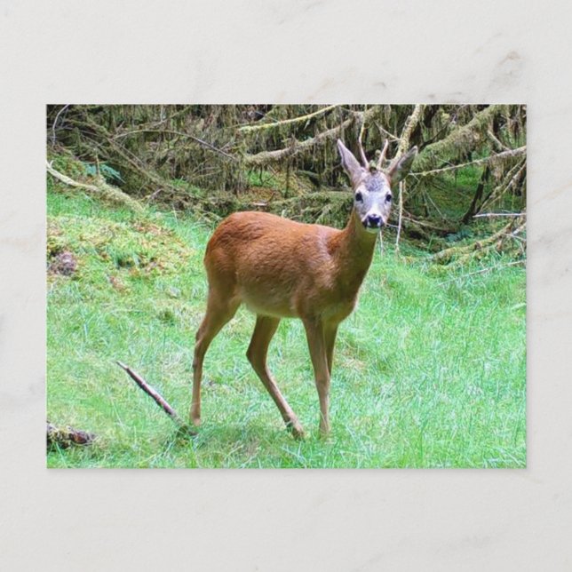 Chevreuil mâle en forêt Carte postale de vacances  (Devant)