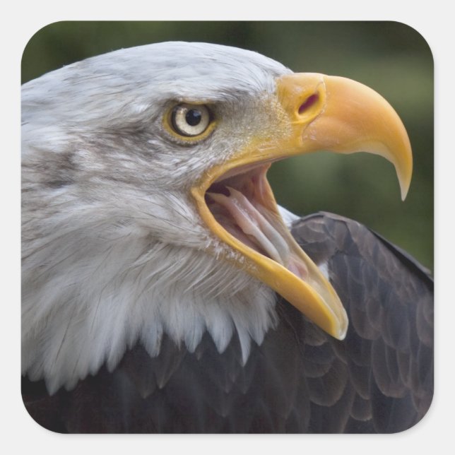 Cheyenne Sticker (Devant)