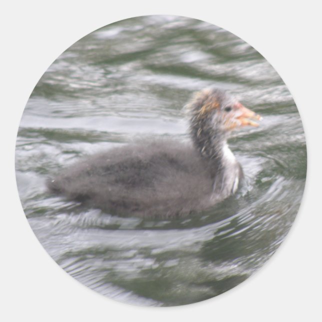 Chick au lait mignon sur Stickers Eaux Choppy (Devant)