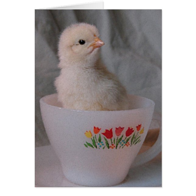 Chick en Teacup Vintage (Devant)