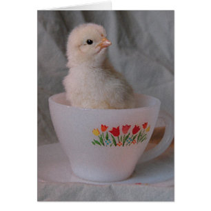 Chick en Teacup Vintage