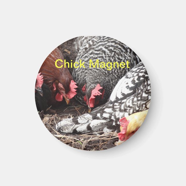 Chick Magnet - un groupe de poules colorées (Devant)