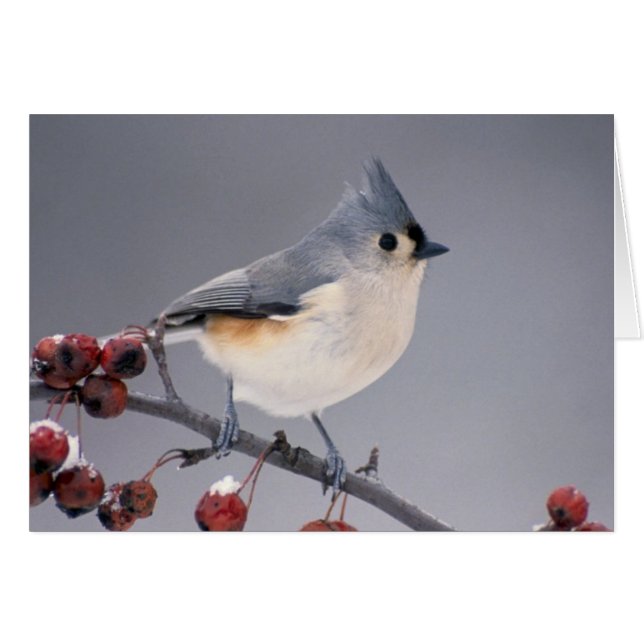Chickadee (Devant horizontal)