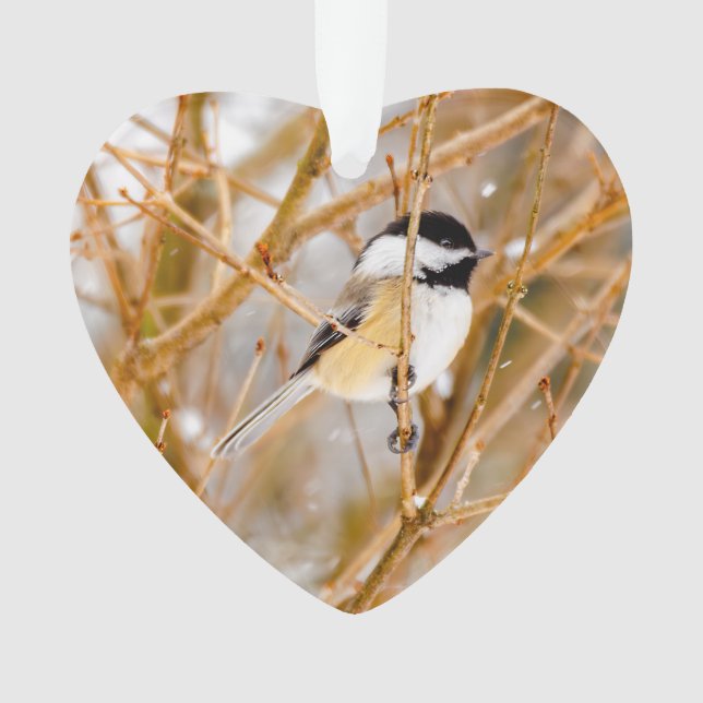 Chickadee au plafond noir - Photo originale (devant)