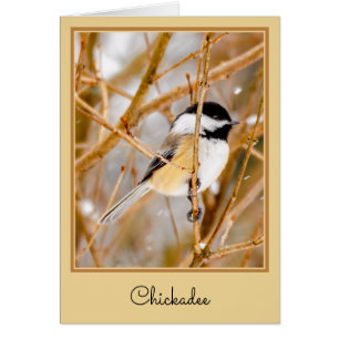 Chickadee au plafond noir - Photo originale